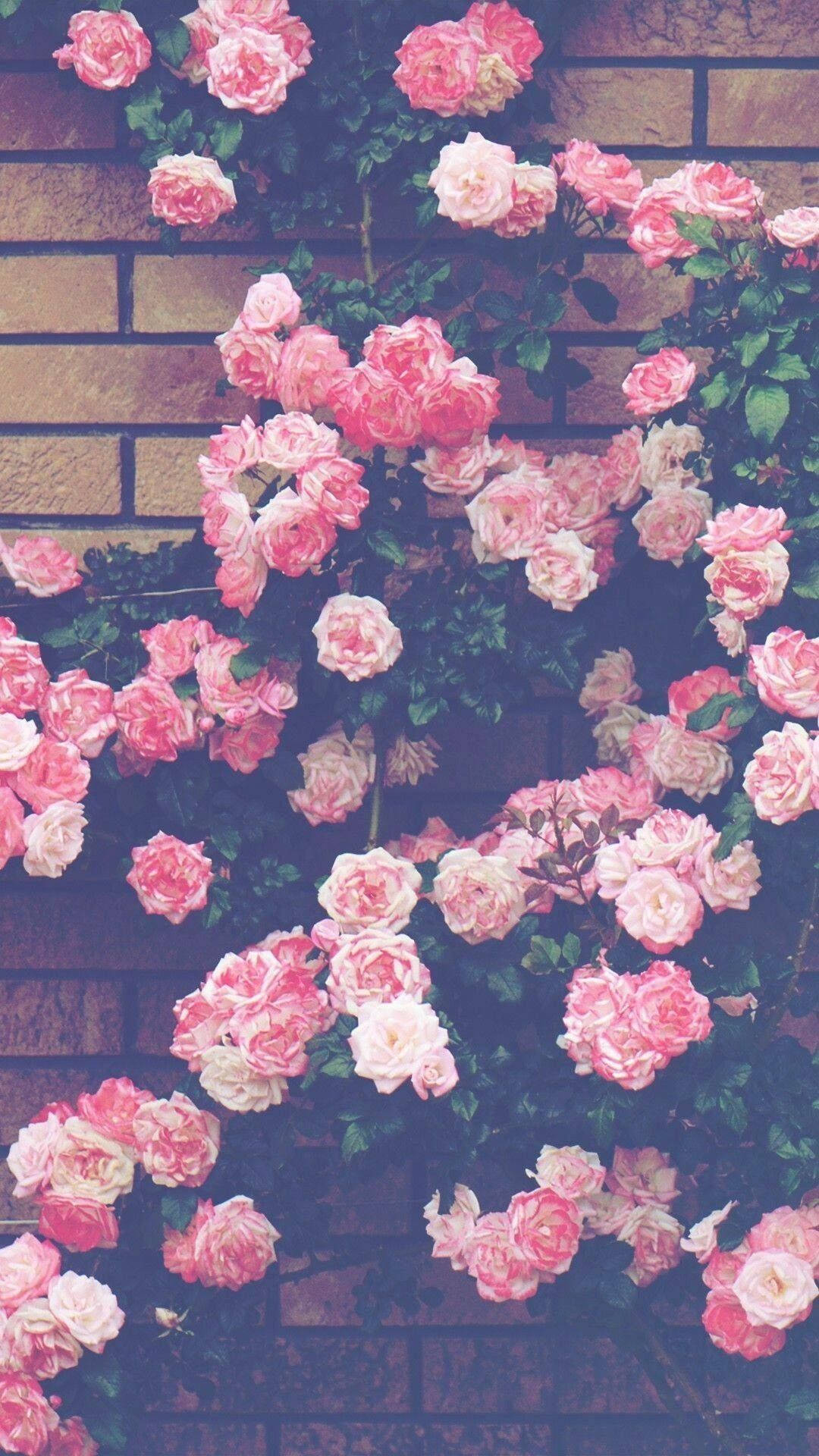 เสน่ห์แห่งดอกไม้สีชมพูกับผนัง วอลเปเปอร์