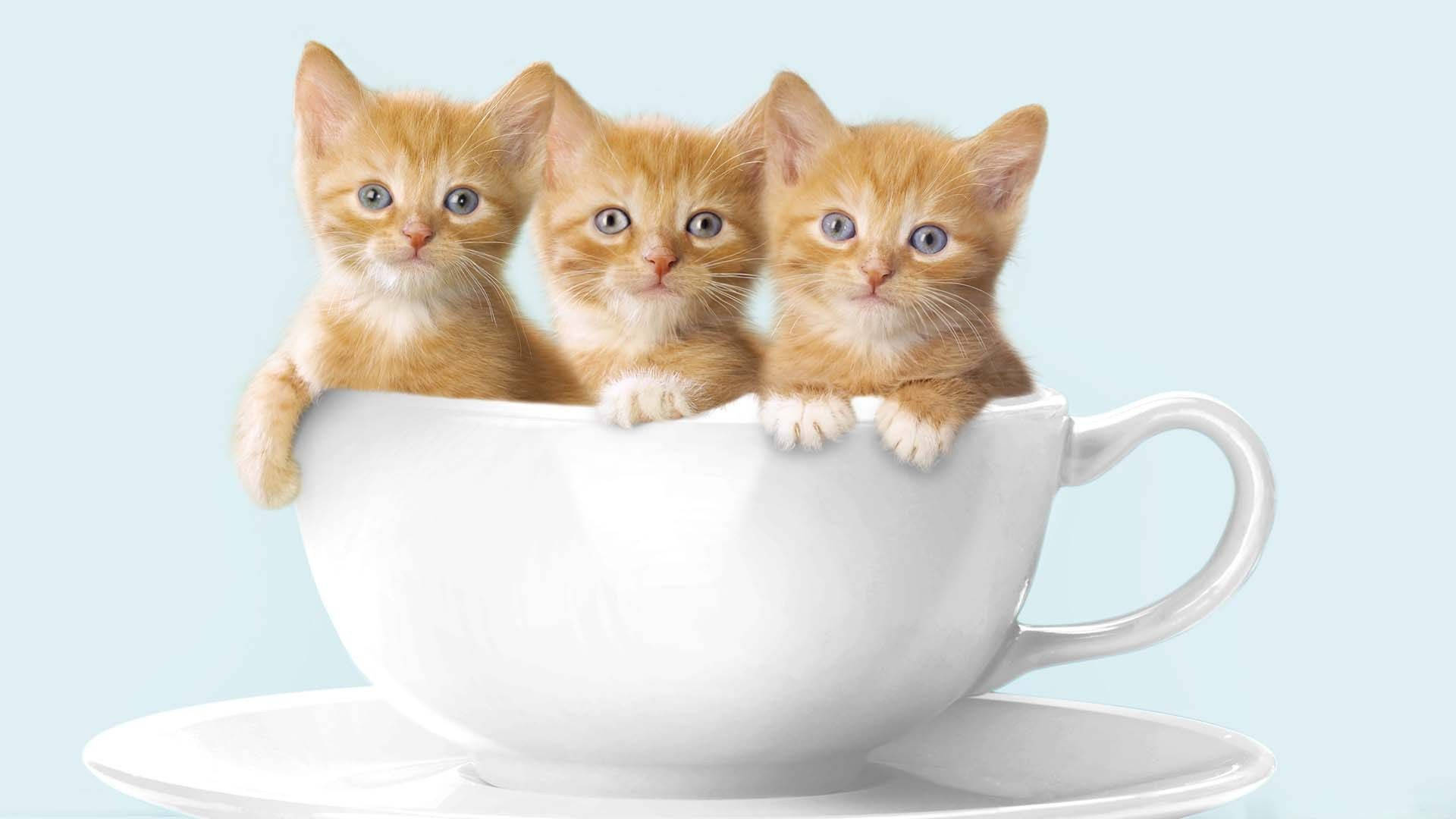 แมวขดตัวนอนในถ้วยกาแฟอย่างอบอุ่น วอลเปเปอร์