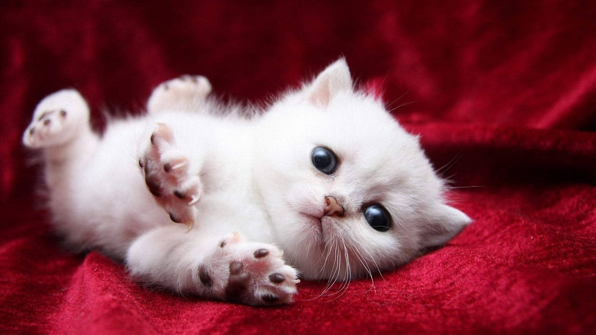 แมวขาวน่ารัก วอลเปเปอร์