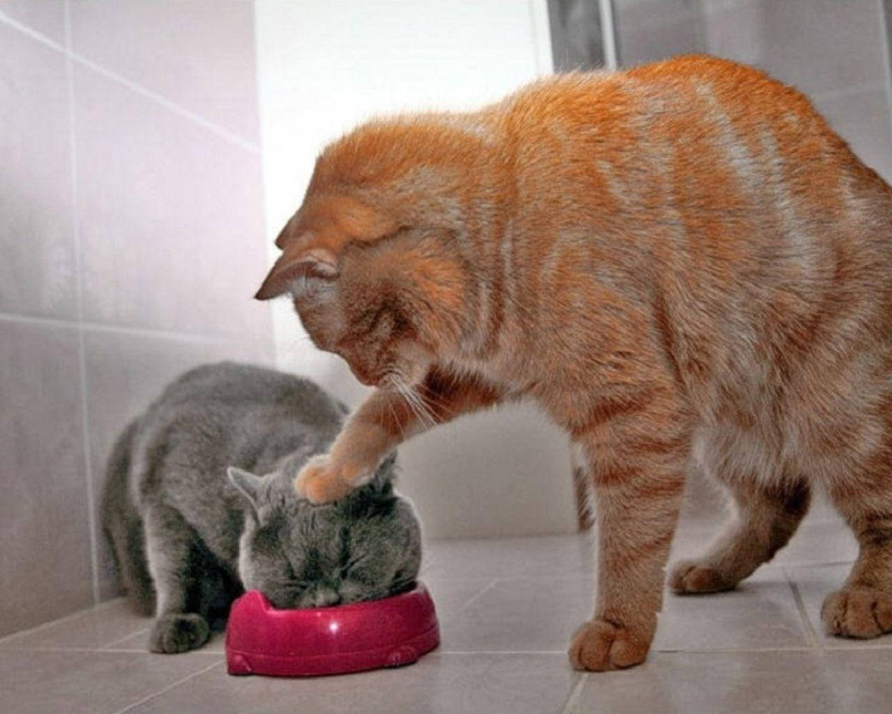 แมวขี้เล่นคู่หนึ่งกำลังกินอาหาร วอลเปเปอร์