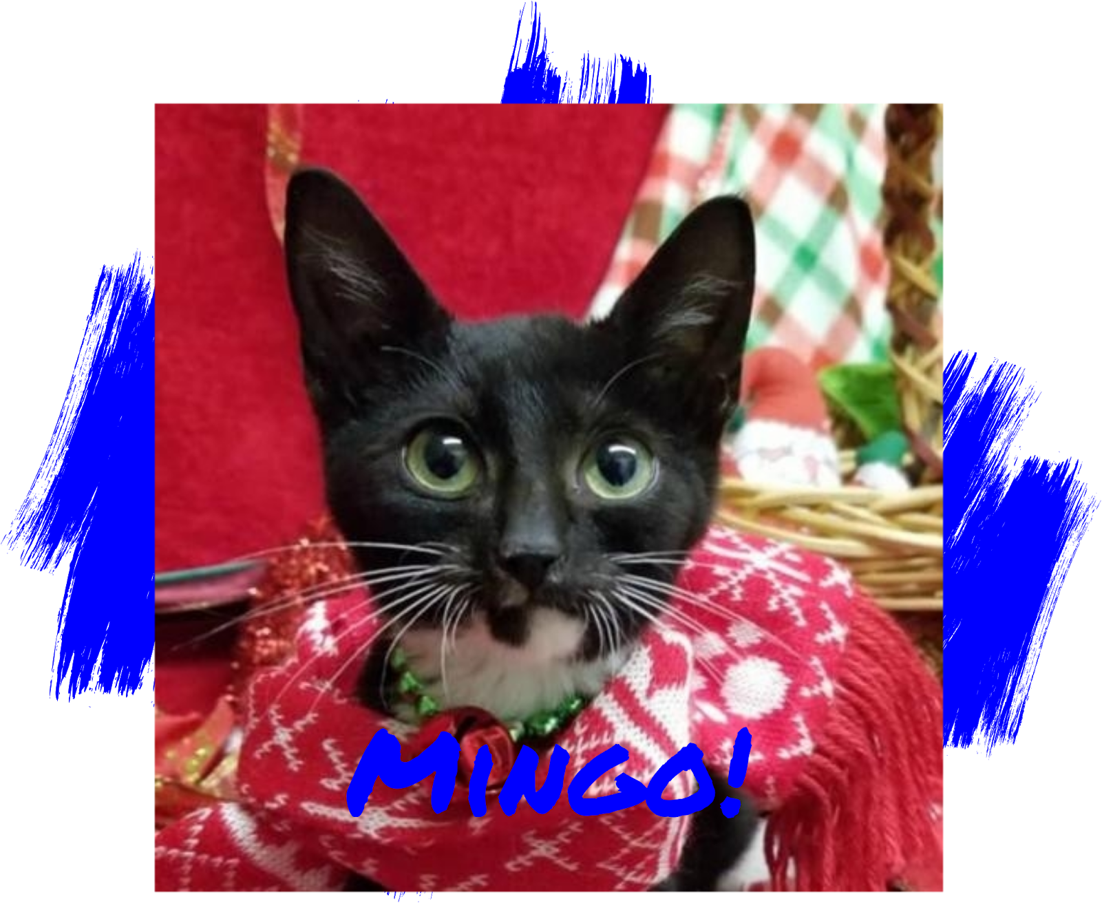 แมวดำตกใจใส่ผ้าพันคอแดงมีม วอลเปเปอร์