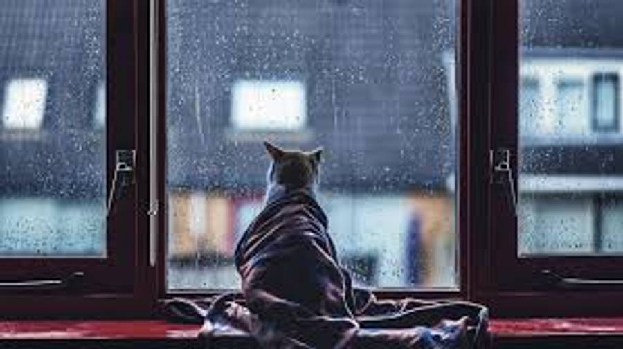 แมวดูละอองฝนสไตล์อีสเทติก วอลเปเปอร์