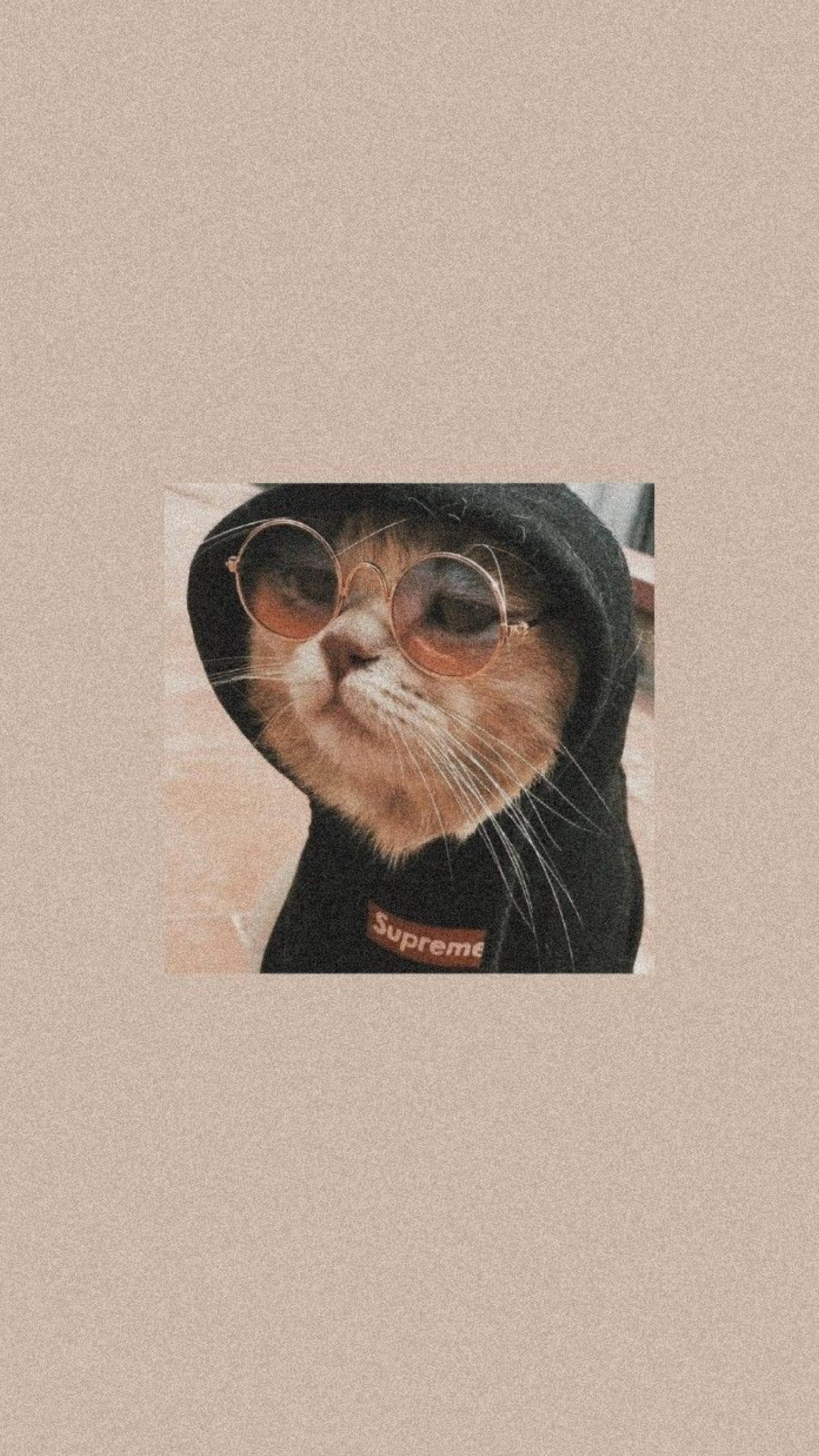 แมวน่ารักสไตล์ aesthetic ในฮู้ดดำ วอลเปเปอร์