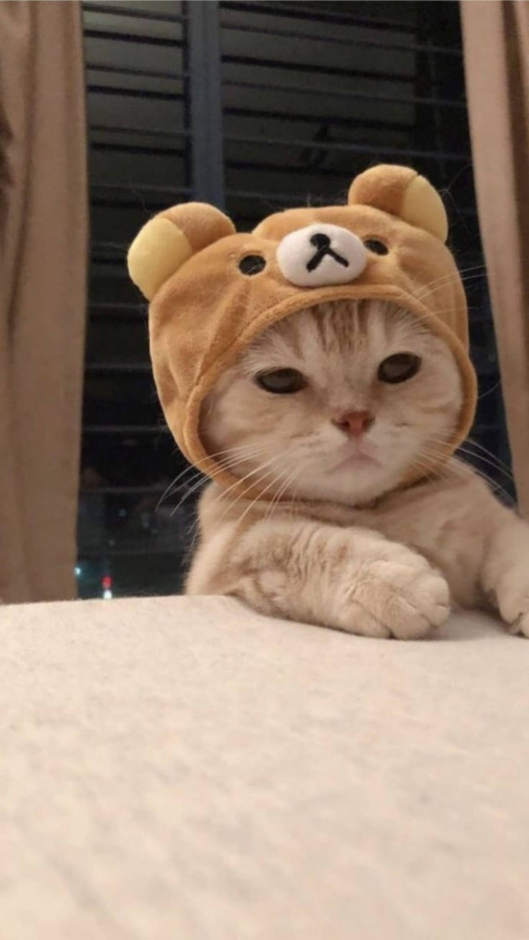 แมวน่ารักสไตล์คาวาอี้ใส่หมวกริลัคคุมะ — แมว วอลเปเปอร์