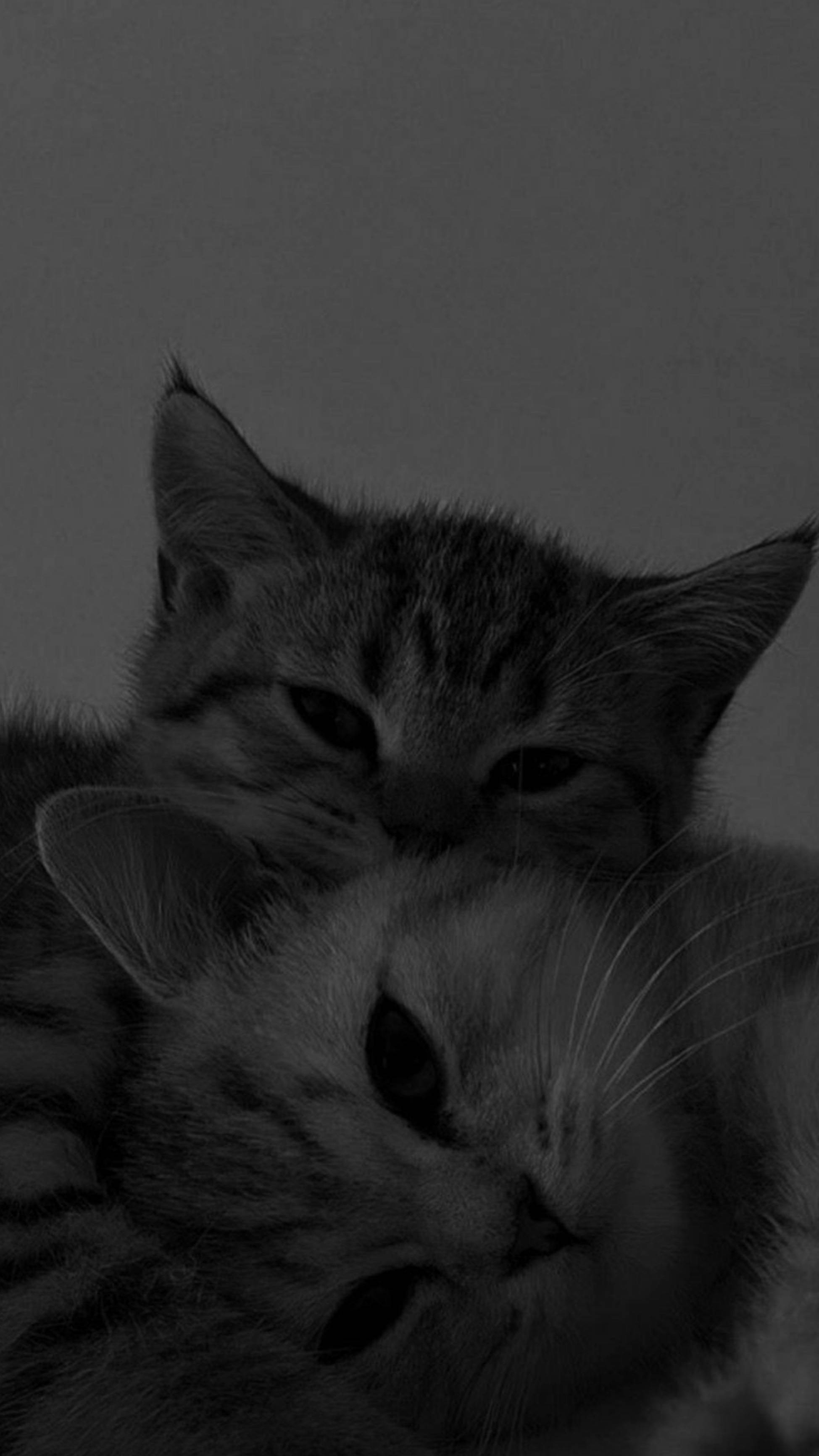 แมวน่ารักสไตล์น่ากอดคู่กัน วอลเปเปอร์