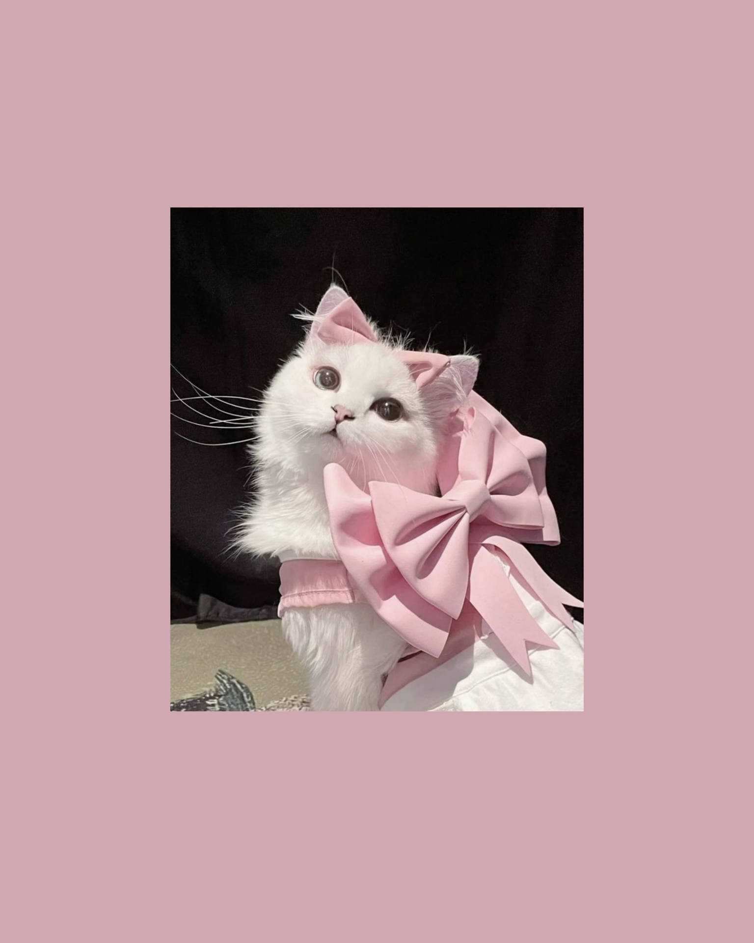 แมวน่ารักสไตล์อีสเทติกกับริบบิ้นสีชมพู — น่ารัก สวยงาม GIF วอลเปเปอร์