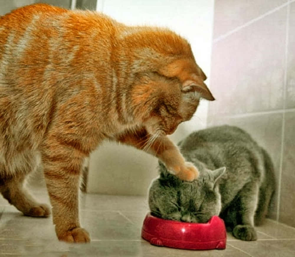 แมวบังคับให้กินรูปตลกโง่ วอลเปเปอร์