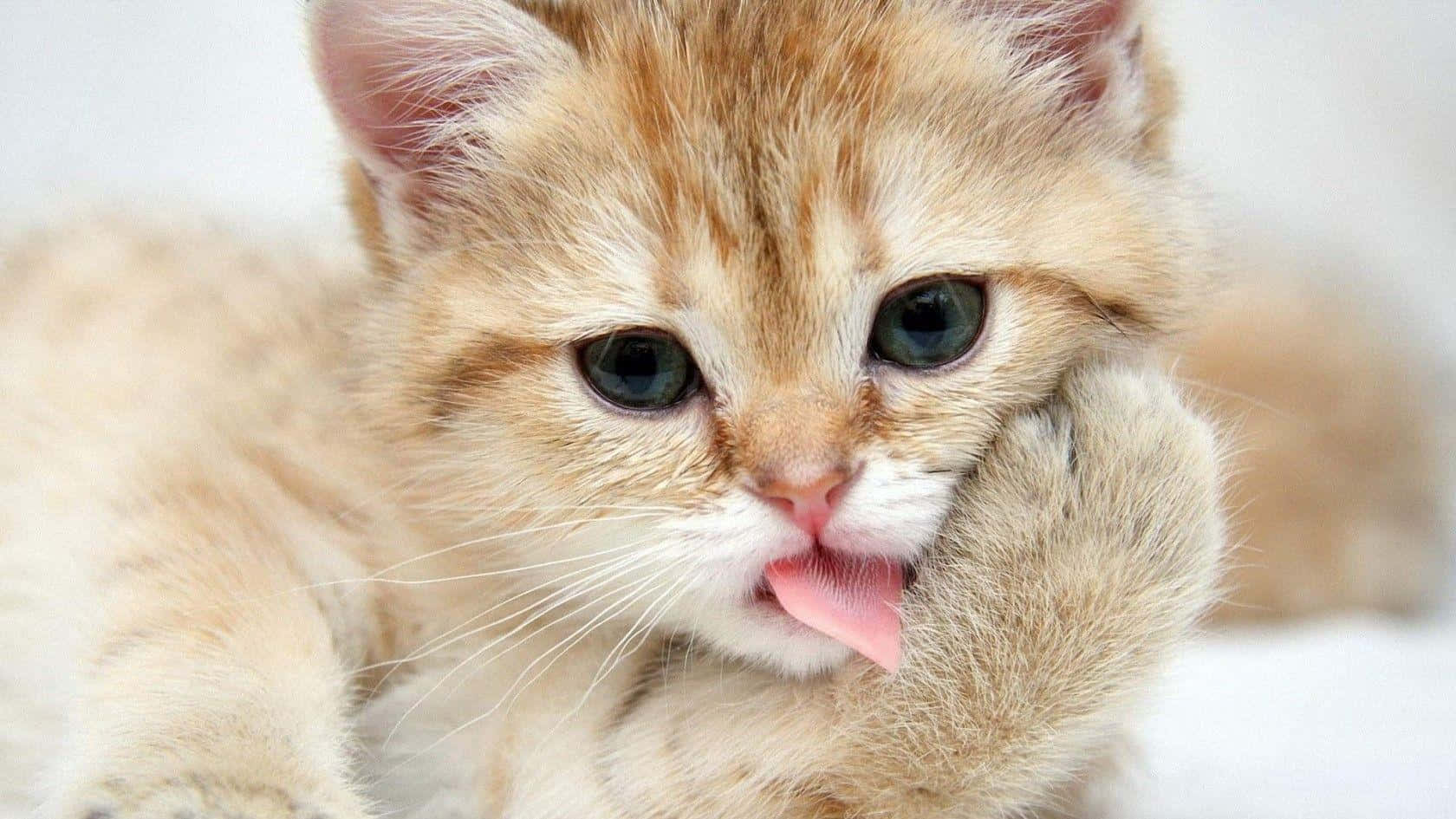 แมวพันธุ์มันช์กินน่ารักตลก วอลเปเปอร์