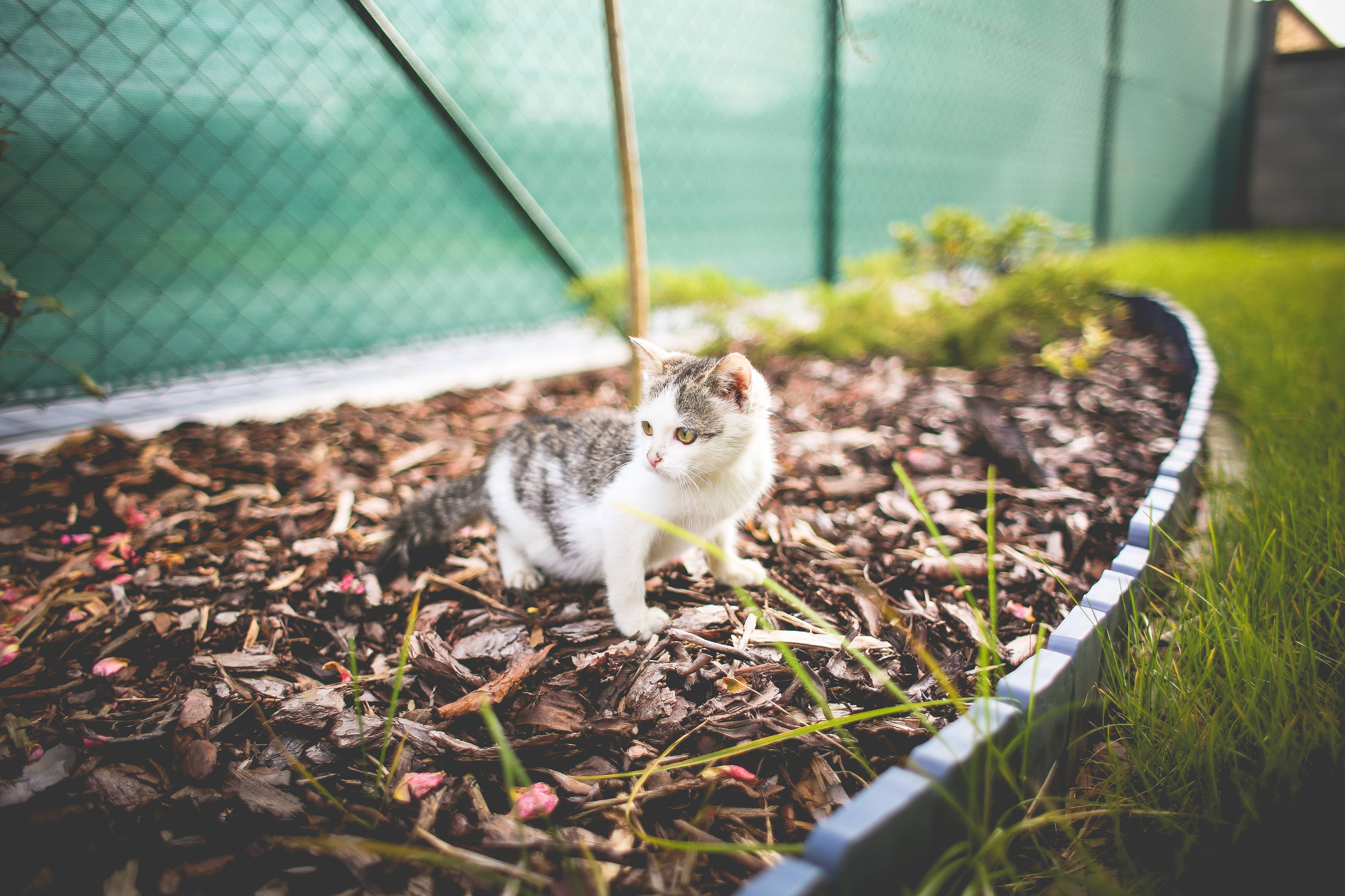 แมวสวยงามในกระถางต้นไม้ วอลเปเปอร์