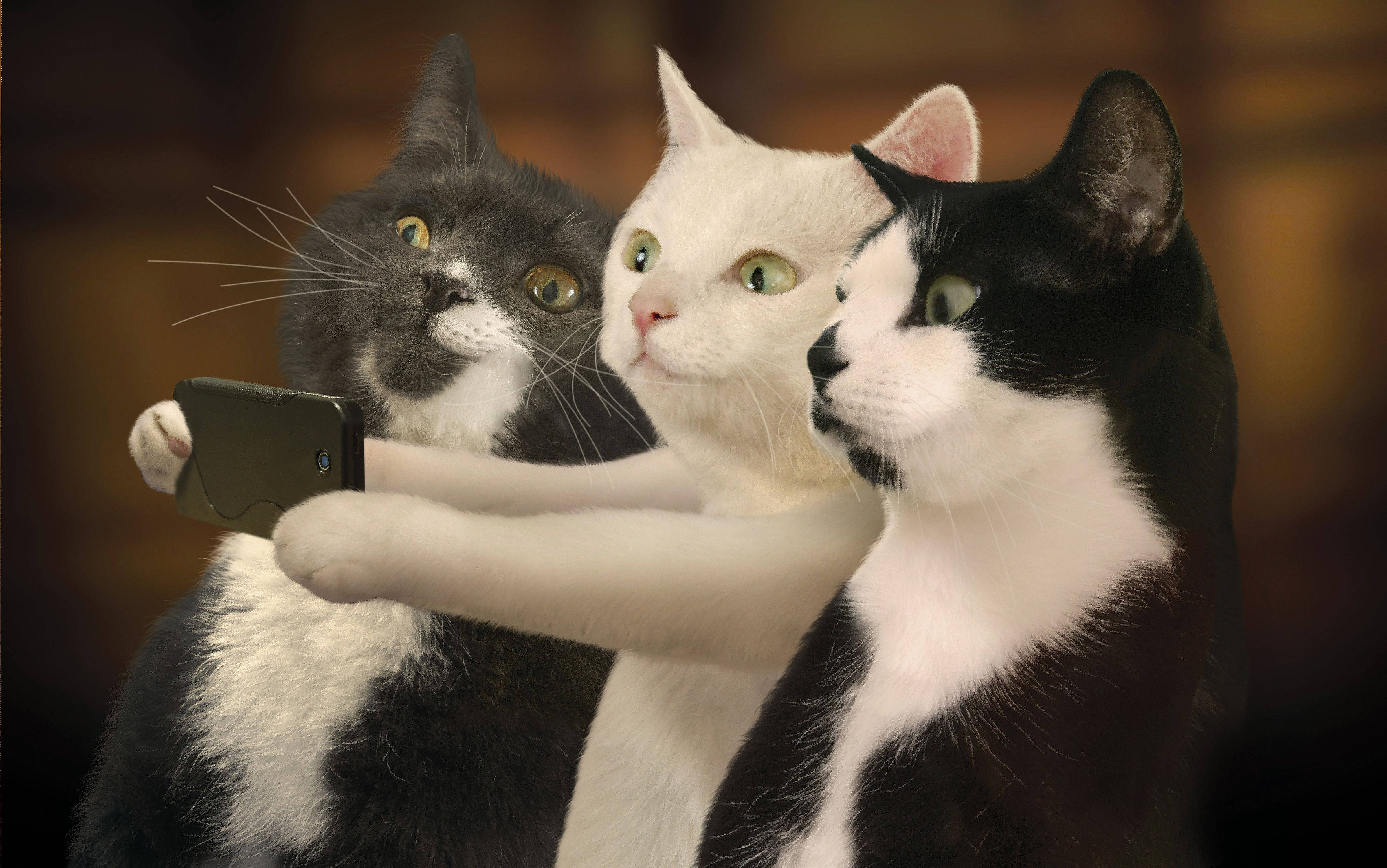แมวเพื่อนซี้ตลกถ่ายรูป วอลเปเปอร์