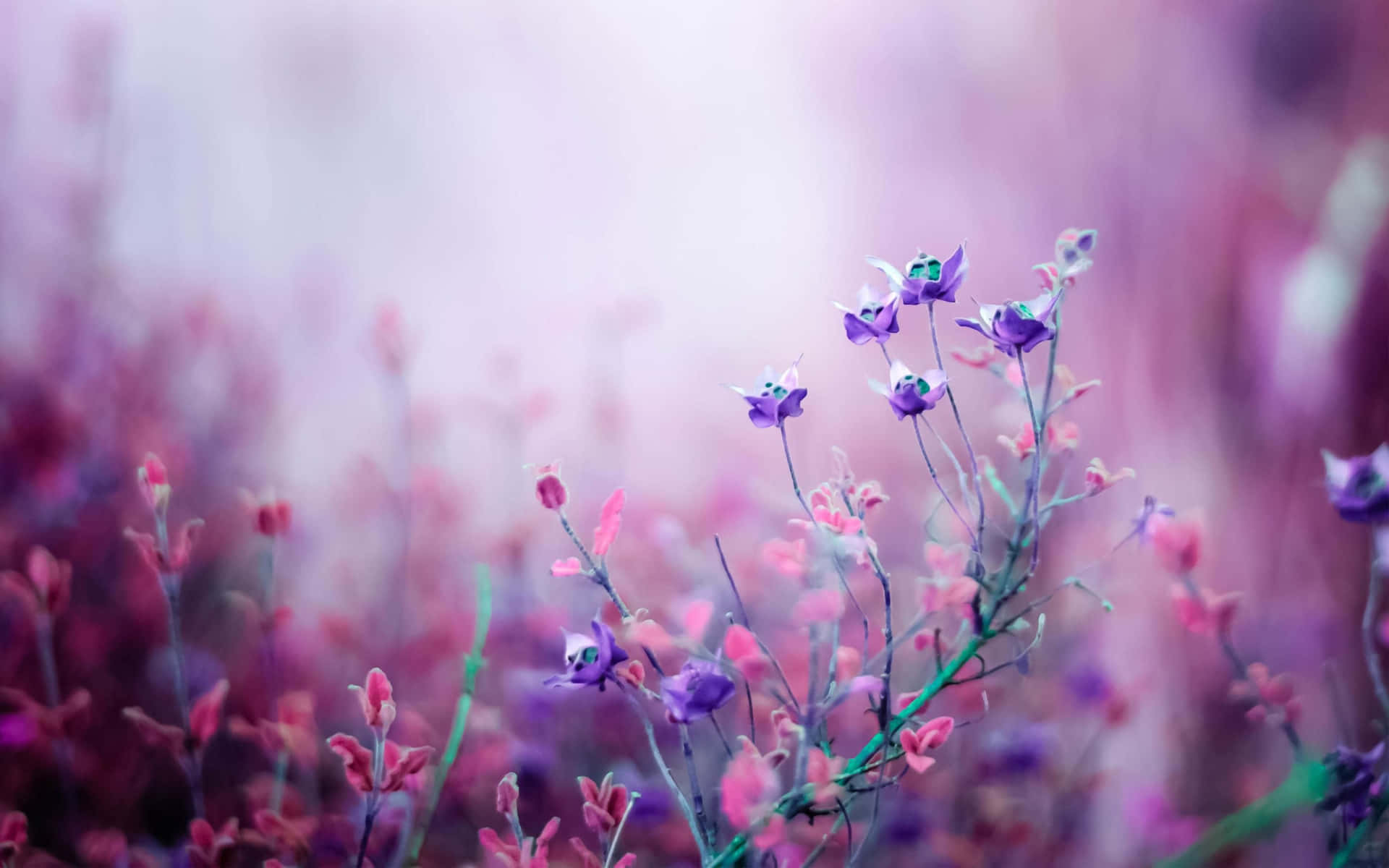 แล็ปท็อปสีม่วงสวยงาม — สีม่วง วอลเปเปอร์