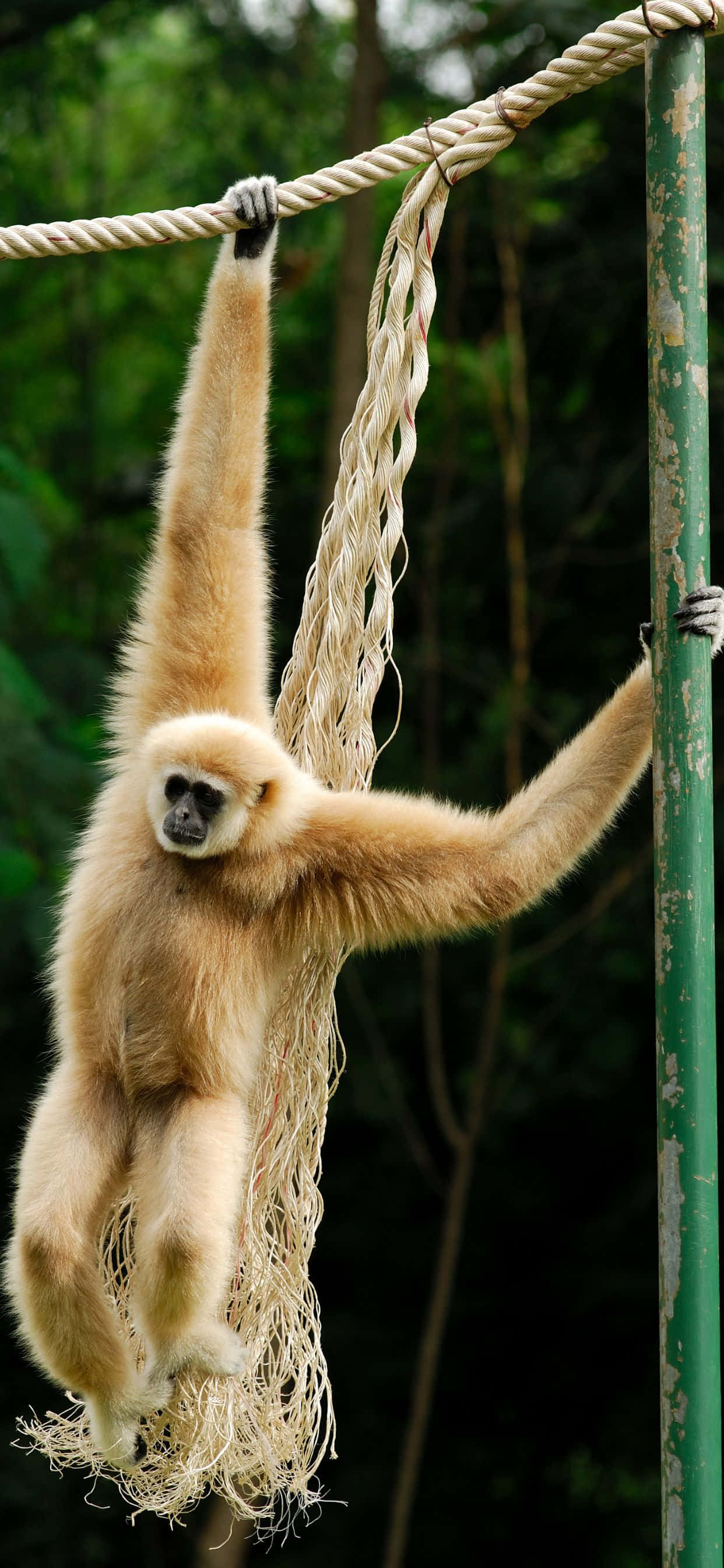 โดดเด่นจากฝูงชนด้วย iPhone Xs Max Gibbon วอลเปเปอร์