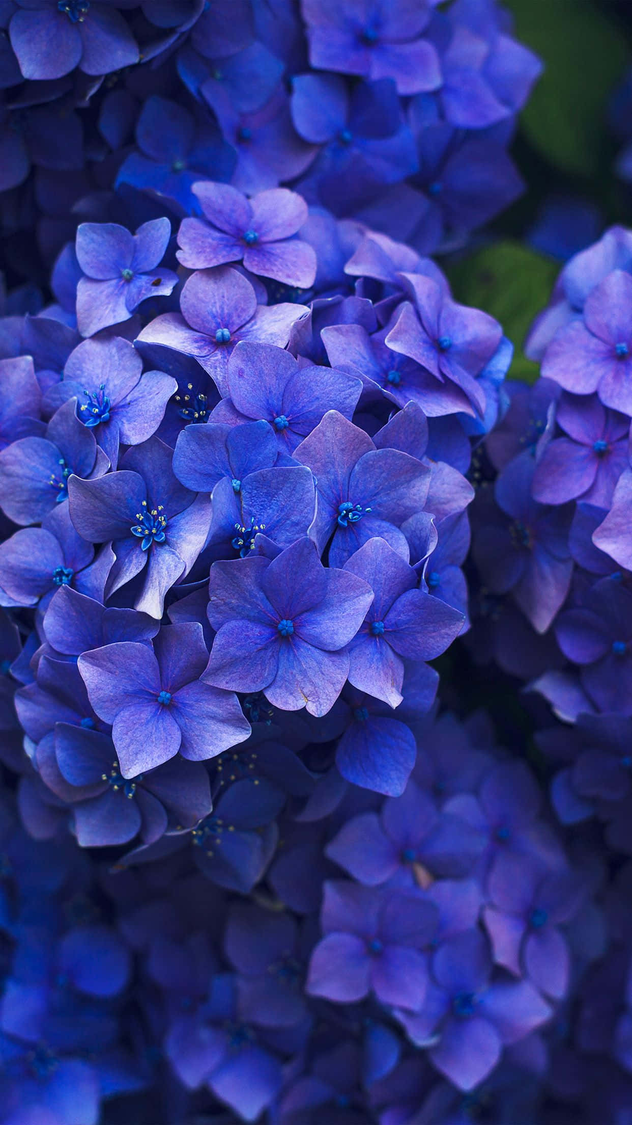 โอบรับความสวยงามกับ Flower iPhone วอลเปเปอร์