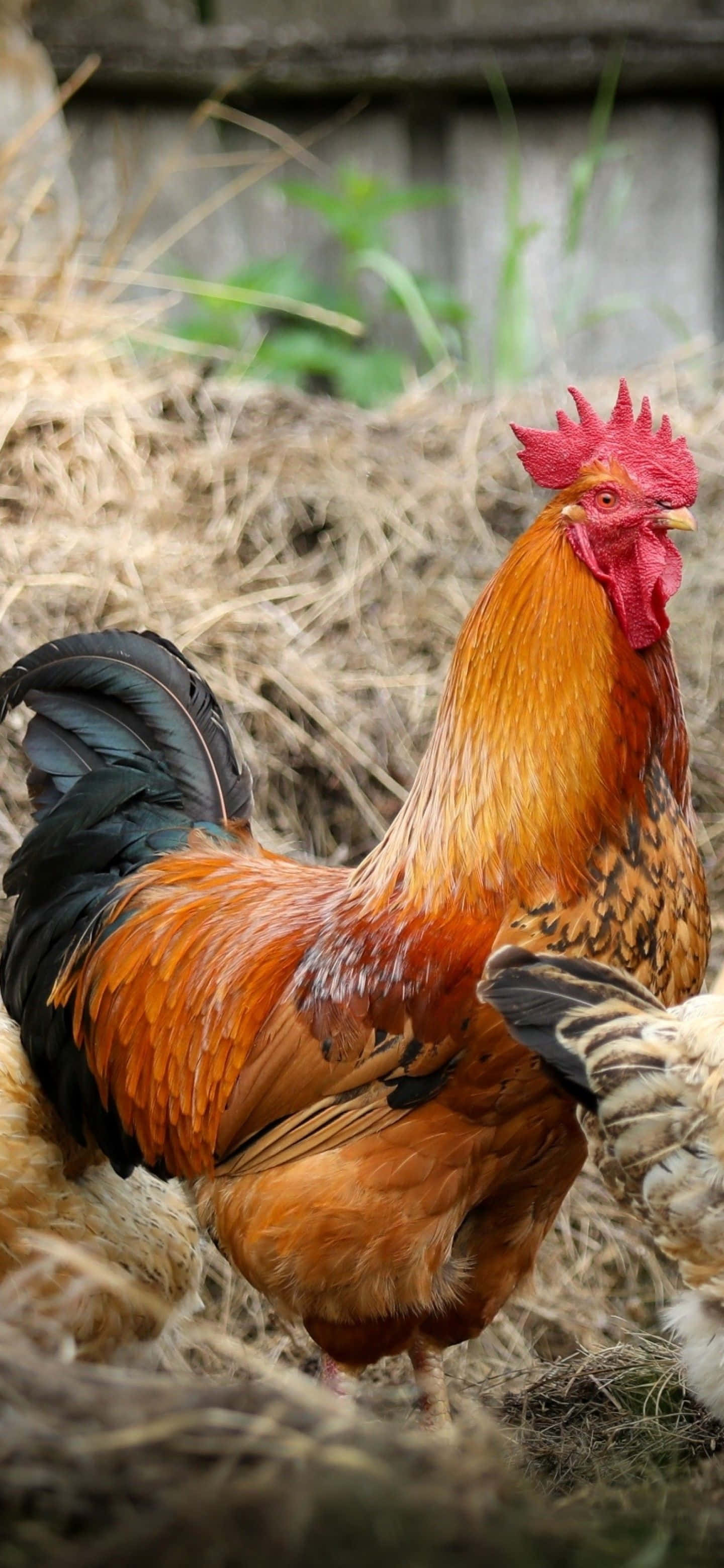 ไก่ตัวผู้ยืนอยู่บนหญ้า วอลเปเปอร์