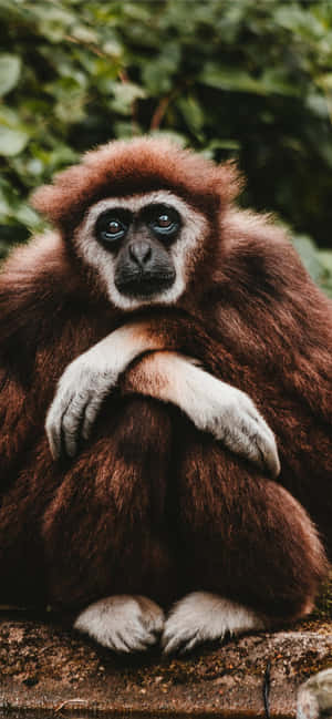 พื้นหลัง Android Gibbon — Nothing Phone (4a) Pro วอลเปเปอร์