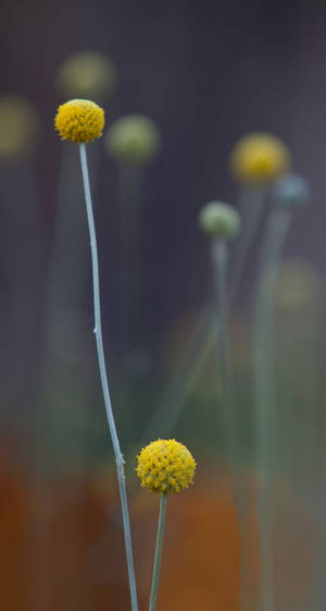 Billy Buttons ดั้งเดิมสำหรับ iPhone 7 — Floral iPhone วอลเปเปอร์