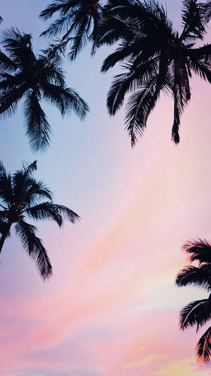 วอลเปเปอร์ Coconut Trees Iphone Xs