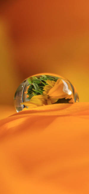 วอลเปเปอร์ Dewdrop On Orange Petal — iPhone 15 วอลเปเปอร์