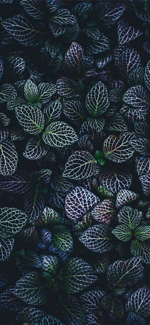 Plants Iphone — กาแล็กซี A18 วอลเปเปอร์
