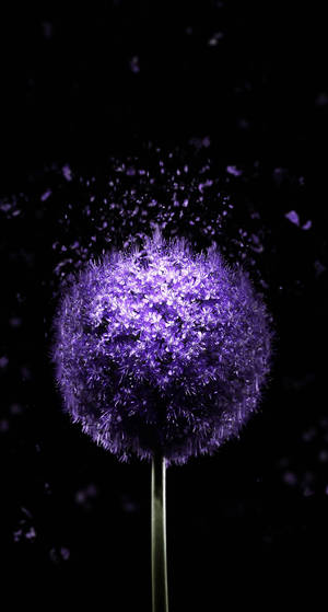 วอลเปเปอร์ Oled Purple Dandelion