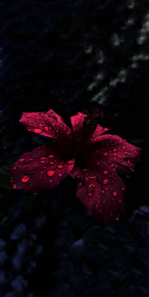 วอลเปเปอร์ OLED หยาดฝนบนชบา