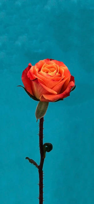 Orange Rose Flower Apple — iPhone 16 Pro Max วอลเปเปอร์
