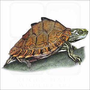 Pascagoula Map Turtle กำลังอาบแดด — น่ารักเต่า วอลเปเปอร์