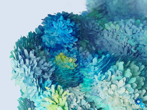 Samsung S20 Ultra ดอกไม้กลีบสีสัน — ดอกไม้สวยงาม วอลเปเปอร์