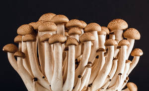 เห็ดกินได้สวยงาม — เห็ดสวยงาม วอลเปเปอร์
