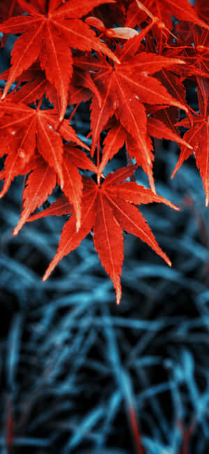 Fall Iphone background — ZTE Axon 60 Ultra วอลเปเปอร์