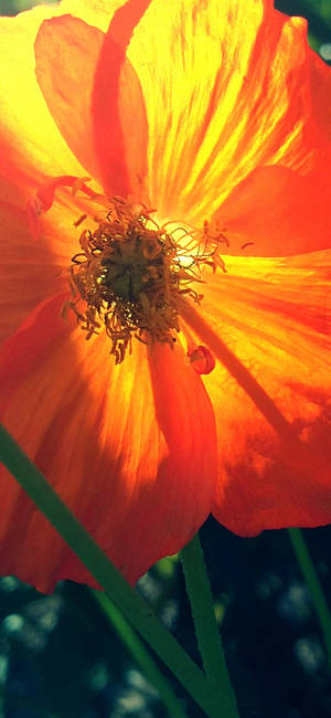 Orange Poppy Flower wallpaper — iPhone 16 วอลเปเปอร์