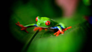 วอลเปเปอร์กบคาวาอีสีสันสดใส