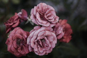 กลีบกุหลาบสีชมพูสวยงาม