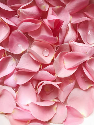 กลีบกุหลาบสีชมพูสวยงาม