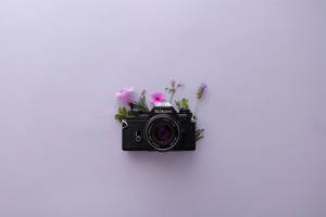 กล้อง Nikon และความสวยงามของดอกลาเวนเดอร์ — ลาเวนเดอร์สไตล์สวยงาม วอลเปเปอร์