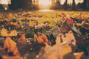 ภาพสุนทรีย์ฤดูใบไม้ร่วง — สุนทรียภาพแห่งฤดูใบไม้ร่วง วอลเปเปอร์