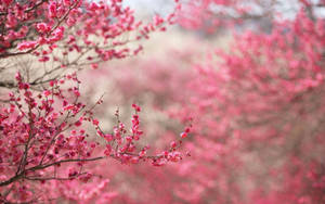 กิ่งดอกไม้สีชมพู