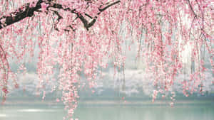 กิ่งต้นซากุระสีชมพู — ซากุระ วอลเปเปอร์