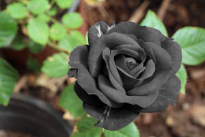 วอลเปเปอร์ดอกกุหลาบดำสดจริง