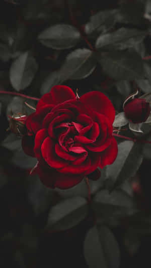 ภาพกุหลาบ — กุหลาบสวยงาม วอลเปเปอร์