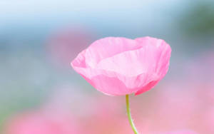 วอลเปเปอร์กุหลาบสีชมพูกลีบบาง