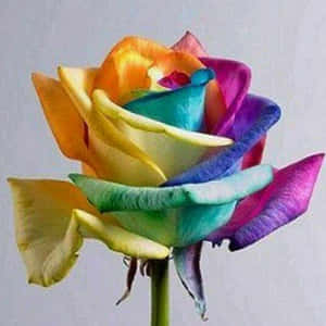 ภาพดอกกุหลาบ