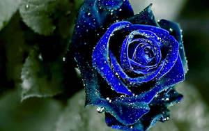 กุหลาบสีน้ำเงินสวยงาม