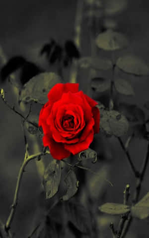 Rose มือถือ — POCO Pad C1 วอลเปเปอร์