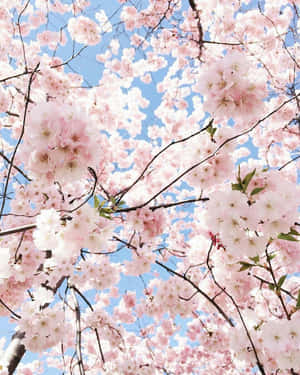 ภาพสวยงามสีชมพูพาสเทล — พาสเทลสีชมพู วอลเปเปอร์