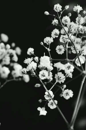 ภาพขาวดำสวยงาม