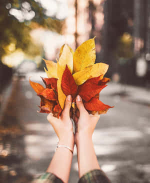 ภาพฤดูใบไม้ร่วงสวยงาม — สุนทรียภาพแห่งฤดูใบไม้ร่วง วอลเปเปอร์