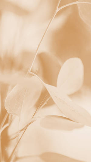 ครีมเอสเธติกธรรมชาติสวยงาม