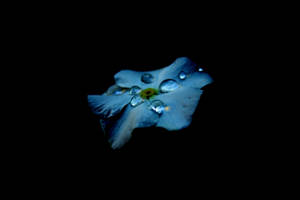 วอลเปเปอร์ AMOLED ของดอกไม้สีฟ้าพร้อมละอองน้ำบนพื้นหลังสีดำ