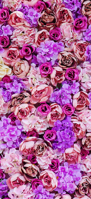 ภาพดอกไม้สีม่วง — เสี่ยวหมี่ 17ที โปร วอลเปเปอร์
